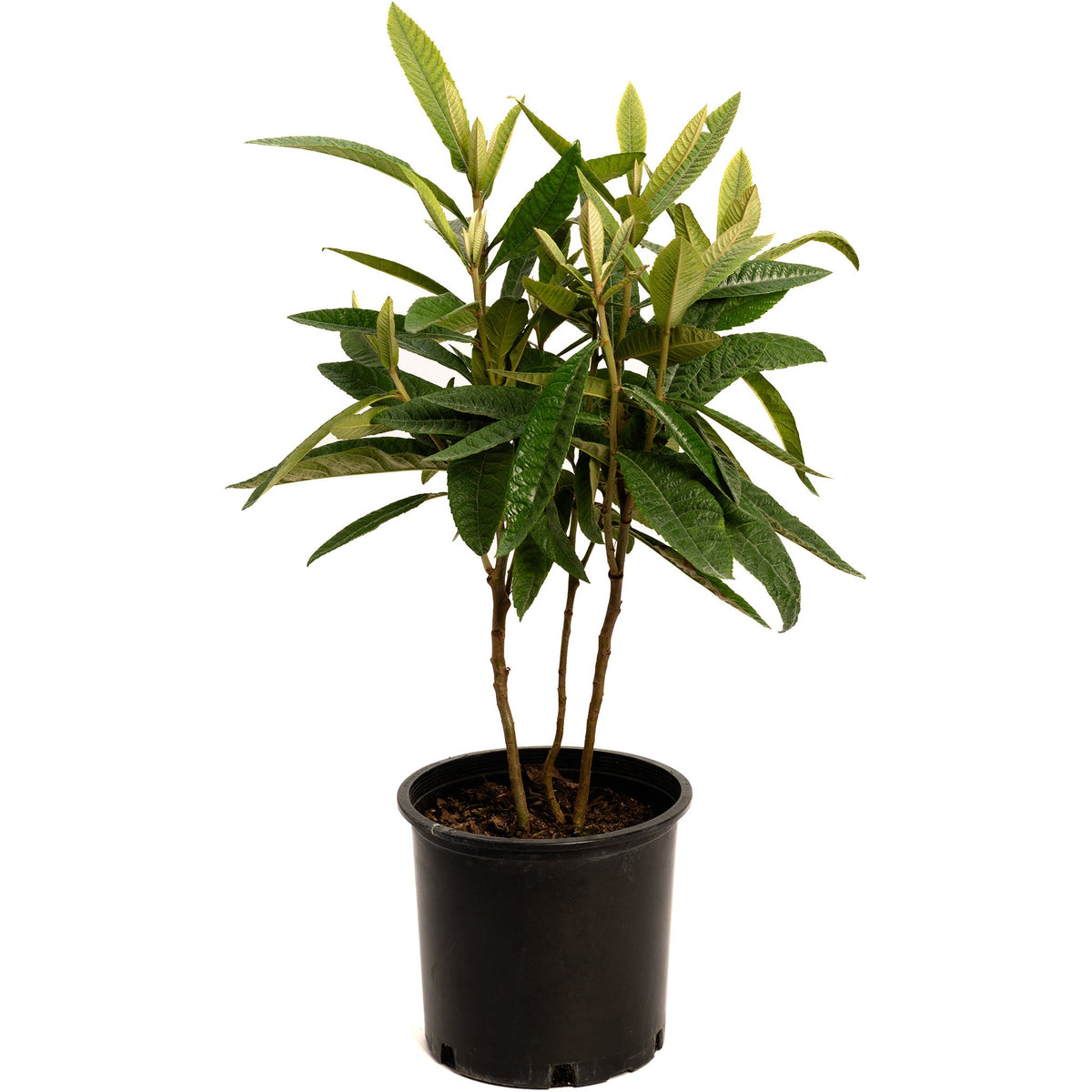 Japanese Loquat tree with large green leaves growing in a black plastic nursery pot against a solid white background.