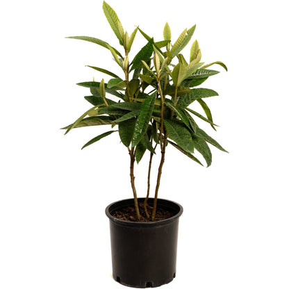Japanese Loquat tree with large green leaves growing in a black plastic nursery pot against a solid white background.