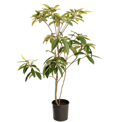 Japanese Loquat tree in a black nursery pot on a white background.