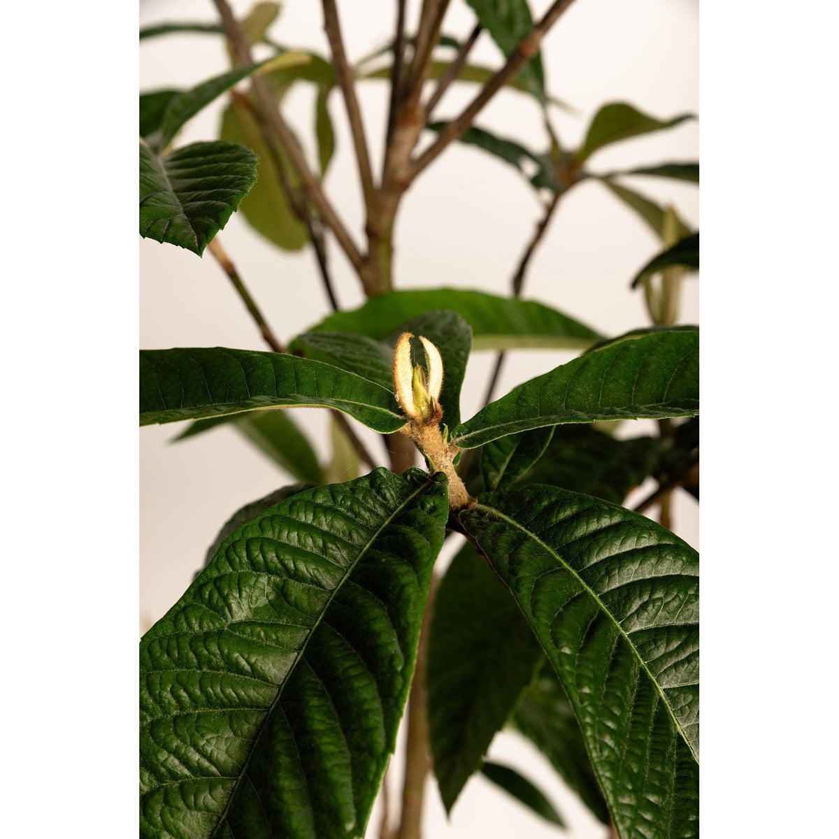 Close-up view of textured dark green Japanese Loquat foliage with a new plant bud emerging at the center of the leaves.