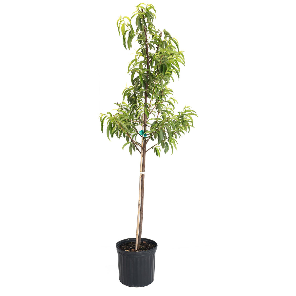A young, upright Hardired Nectarine Tree sapling with dense green foliage growing in a black plastic nursery pot against a solid white background.