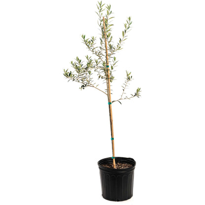 Staked young olive tree in a black nursery pot on a white background.
