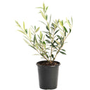 Young olive tree plant in a black nursery pot on a white background.