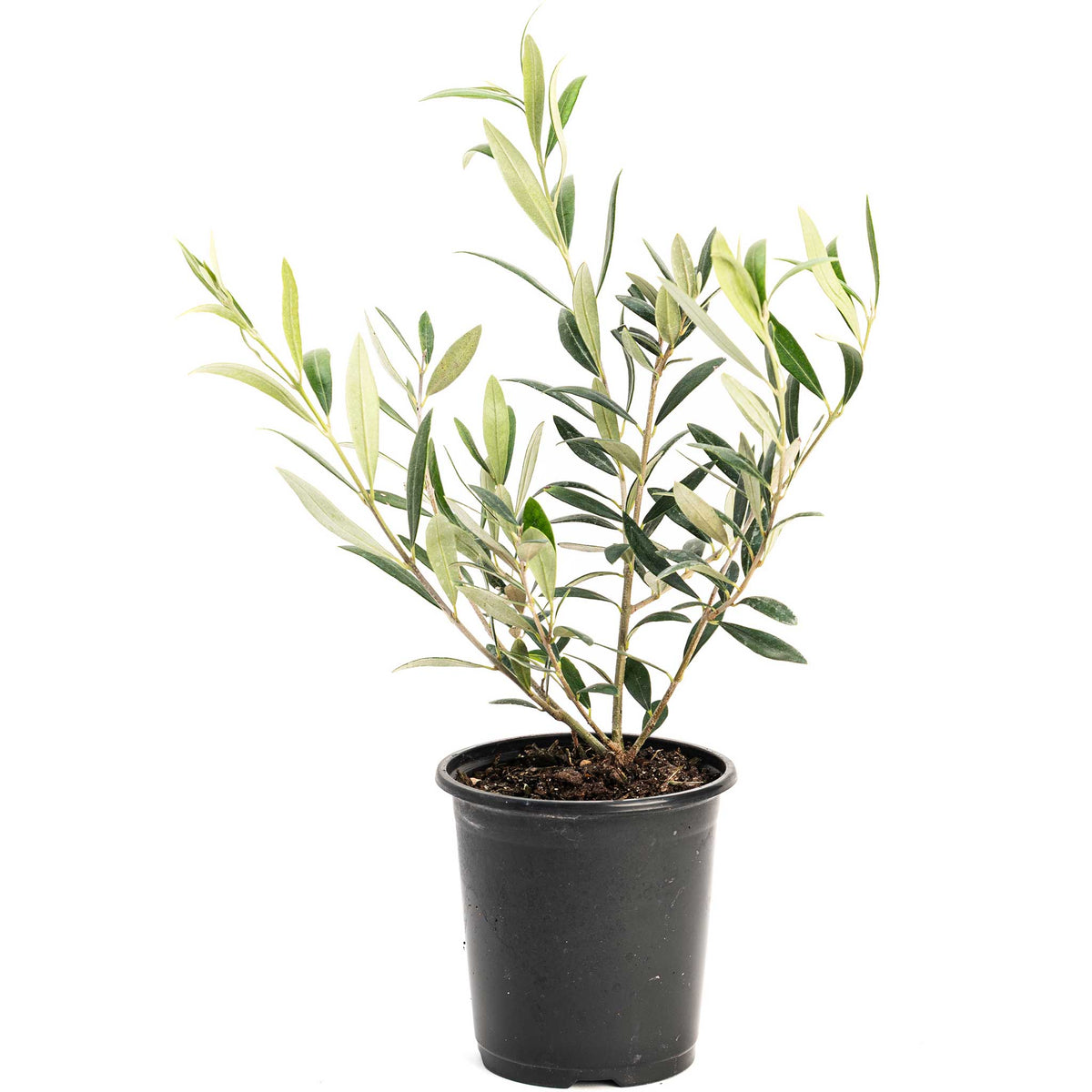 Young olive tree plant in a black nursery pot on a white background.