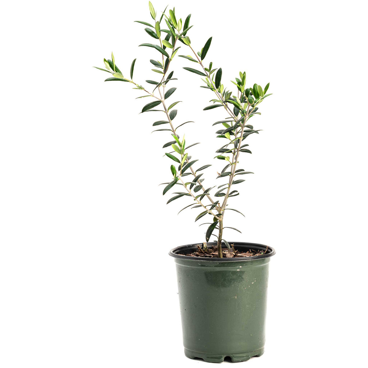 Young olive tree in a green plastic nursery pot on a white background.