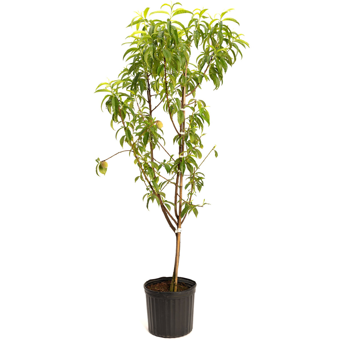 Young 4-in-1 Peach Tree in a black nursery pot on a white background.