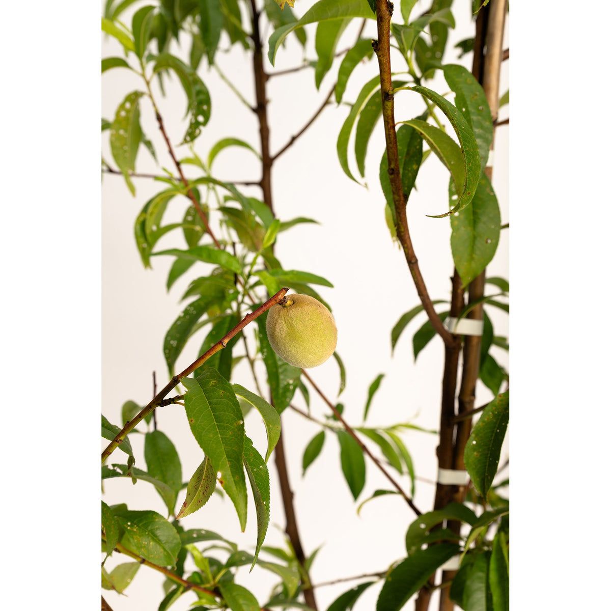 Close-up view of a young 4-in-1 Peach Tree branch with leafy green foliage and a small, developing fuzzy green peach growing against a white background.