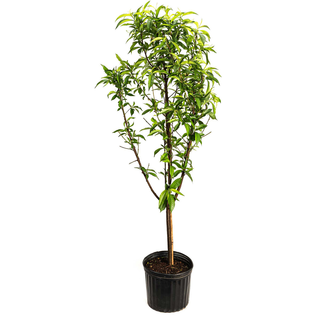 A young 4-in-1 Peach Tree with a slender central trunk, multiple upright branches, and leafy green foliage growing in a black plastic nursery pot against a solid white background.