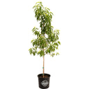 Young potted Contender Peach tree on a plain white background.