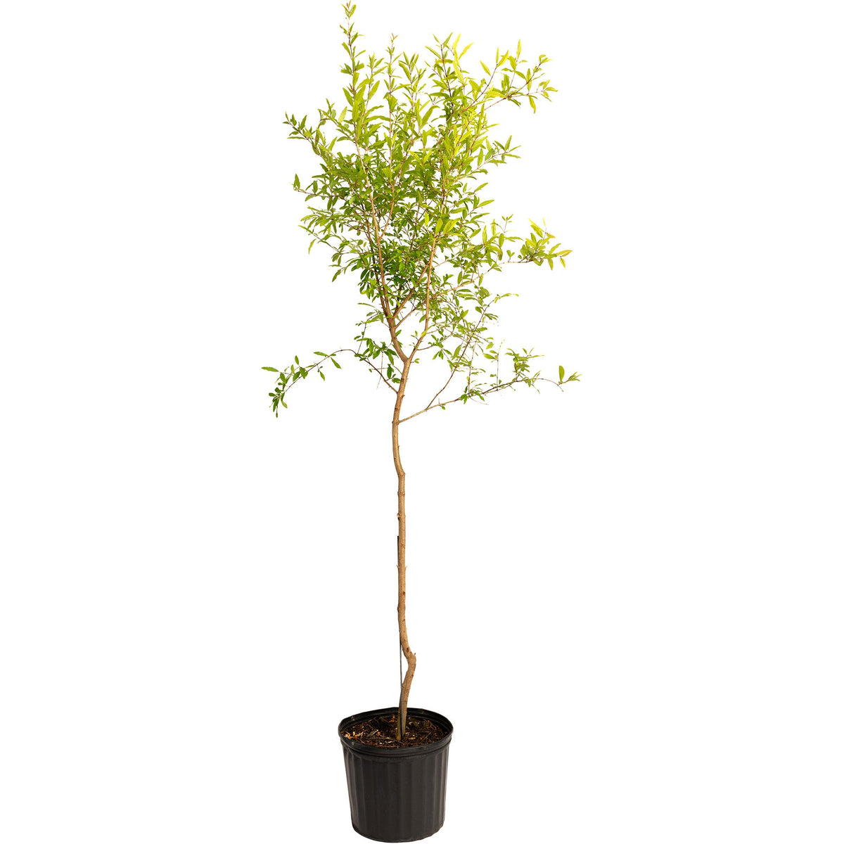 Tall Cold Hardy Red Pomegranate sapling in a black nursery pot on a white background.