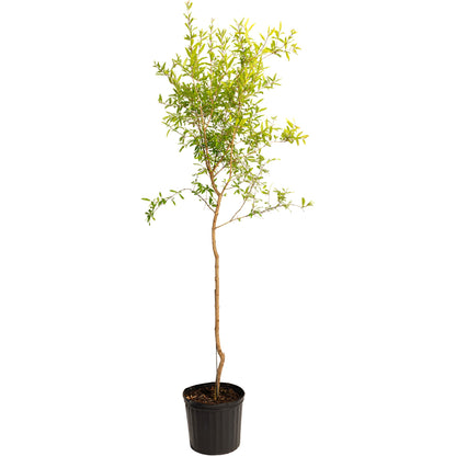 Tall Cold Hardy Red Pomegranate sapling in a black nursery pot on a white background.