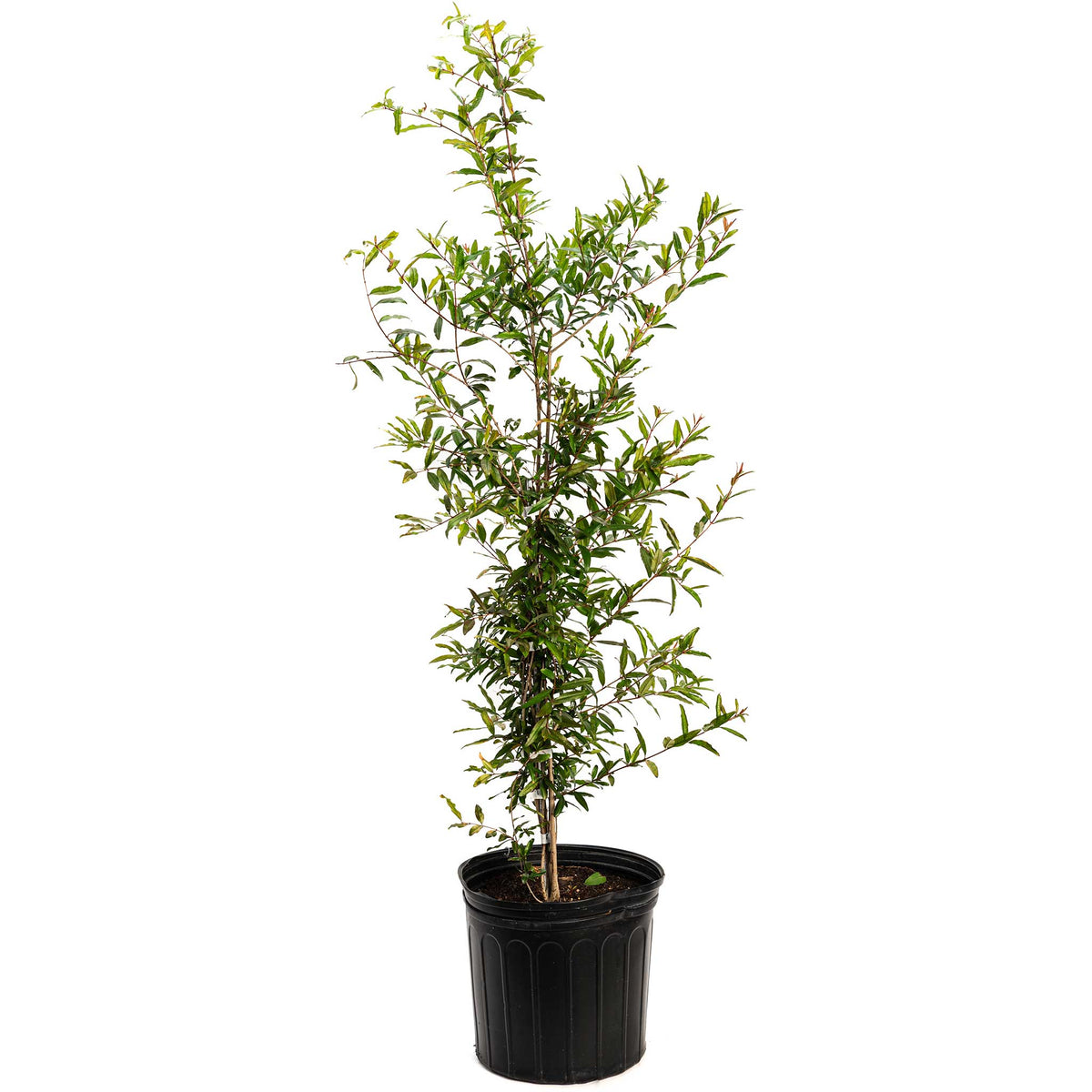 Young Cold Hardy Red Pomegranate plant in a black nursery pot on a white background.