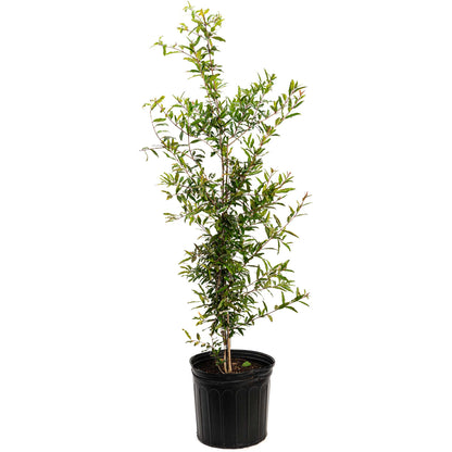 Young Cold Hardy Red Pomegranate plant in a black nursery pot on a white background.