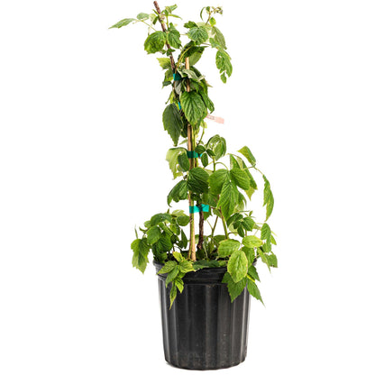 Young potted Heritage Raspberry plant with leafy green stems staked in a black nursery container on a plain white background.