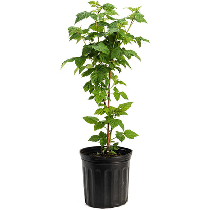 Young Nova Red Raspberry plant in a black nursery pot on a white background.
