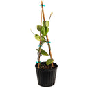 Potted Black Pepper vine on wooden stakes in a black nursery pot on a white background.