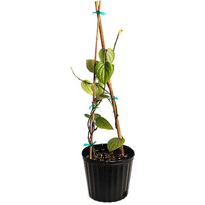 Potted Black Pepper vine on wooden stakes in a black nursery pot on a white background.
