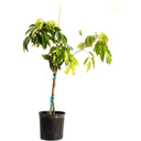Potted Mauritius Lychee tree in a black nursery pot on a white background.