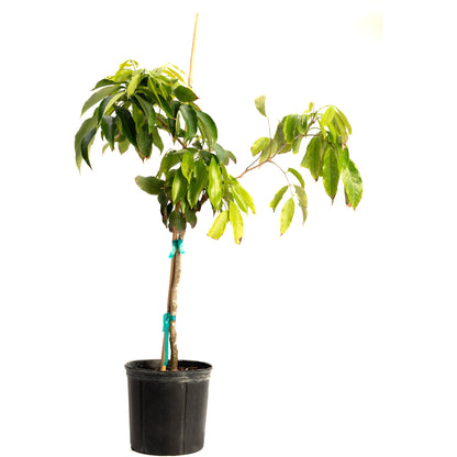Potted Mauritius Lychee tree in a black nursery pot on a white background.