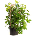 Potted Passion Fruit vine climbing a wooden trellis in a black nursery pot on a white background.