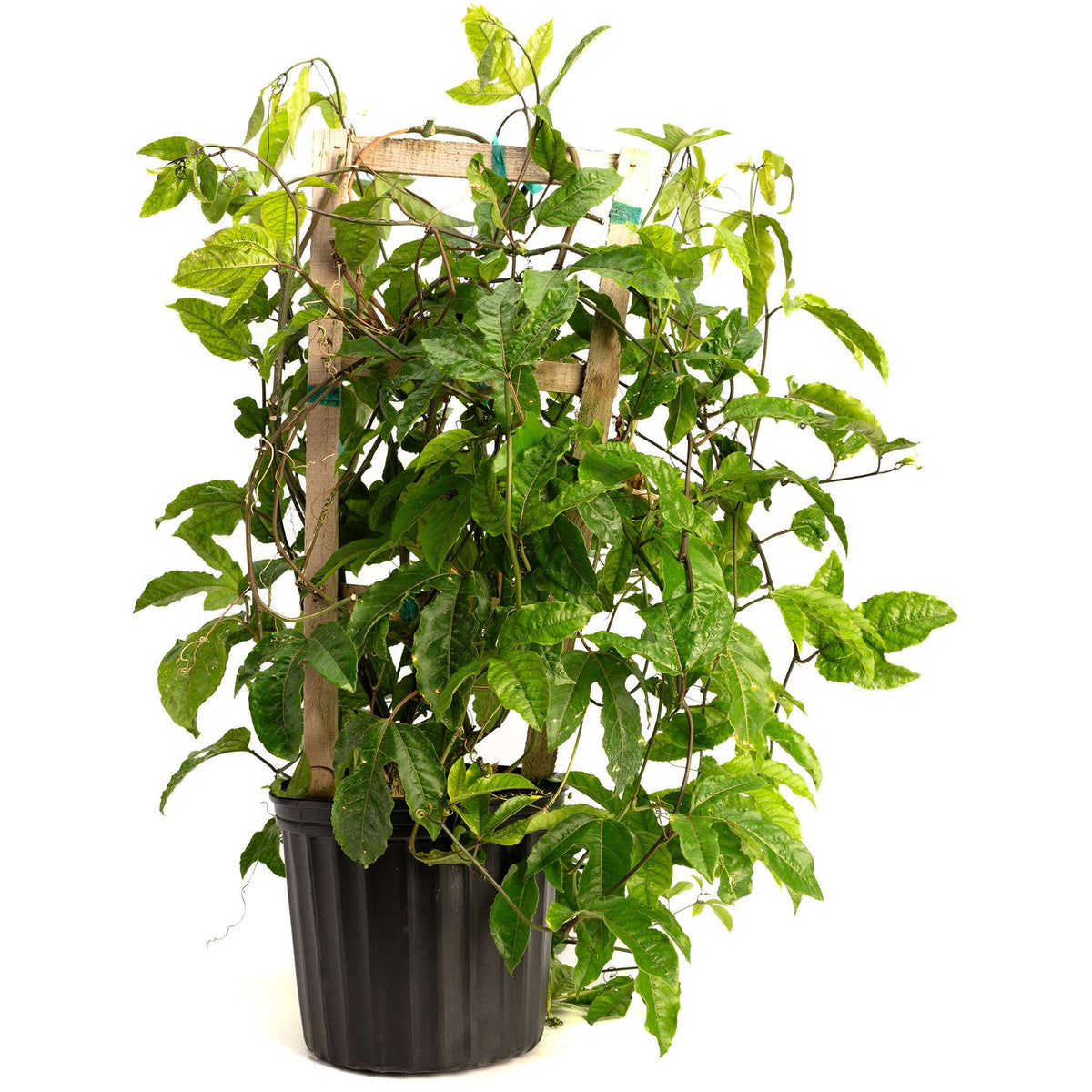 Potted Passion Fruit vine climbing a wooden trellis in a black nursery pot on a white background.