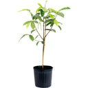 Potted young Soursop tree in a black nursery pot on a white background.