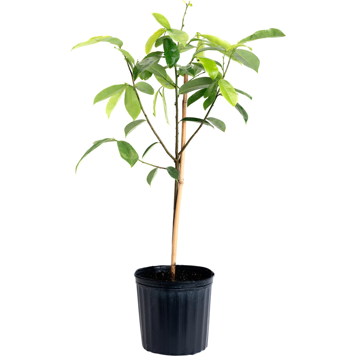 Potted young Soursop tree in a black nursery pot on a white background.