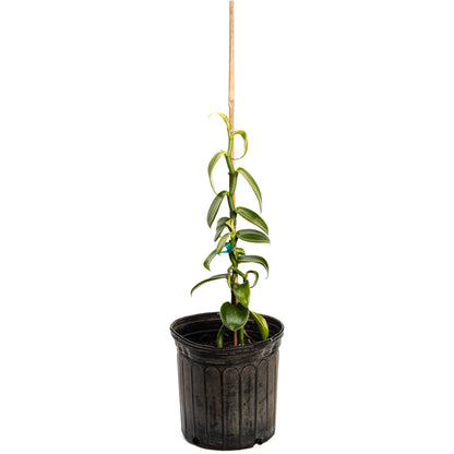 Potted Vanilla Bean plant climbing a stake in a black nursery pot on a white background.