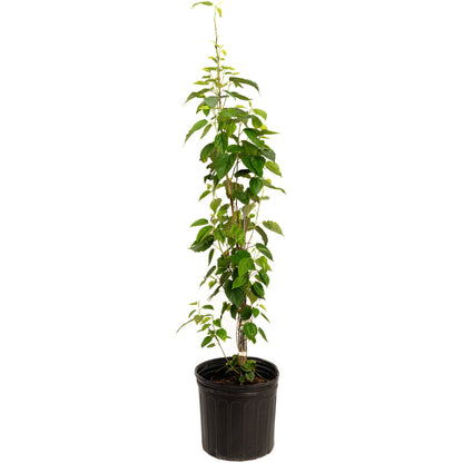 Tall Everbearing Mulberry sapling in a black nursery pot on a white background.