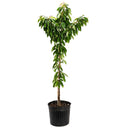 Young potted Bing cherry tree with a slender bare trunk and glossy, serrated green leaves clustered along the upper branches, shown in a black nursery pot against a white background.