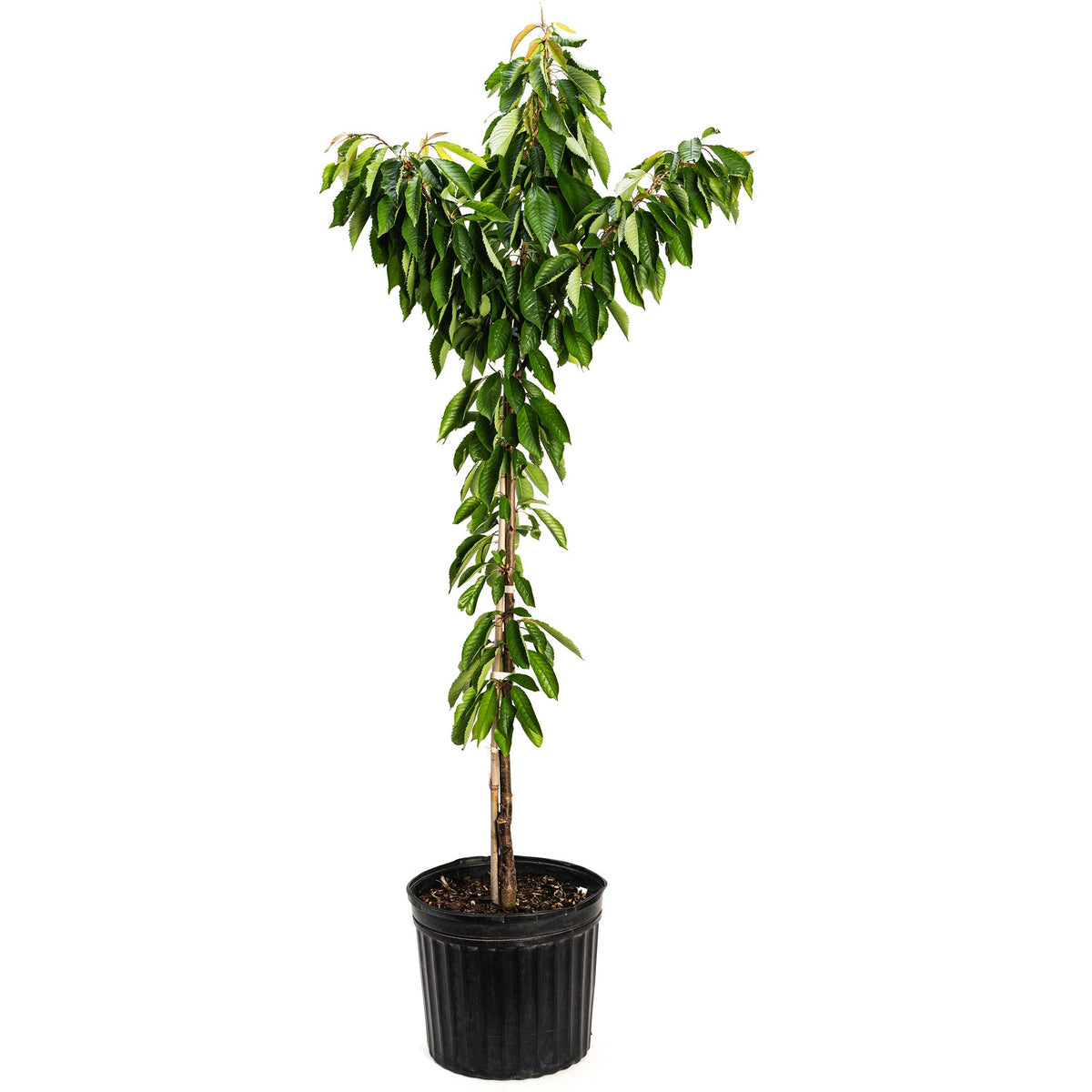 Young potted Bing cherry tree with a slender bare trunk and glossy, serrated green leaves clustered along the upper branches, shown in a black nursery pot against a white background.