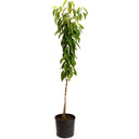 Young potted Black Tartarian Cherry Tree on a plain white background.