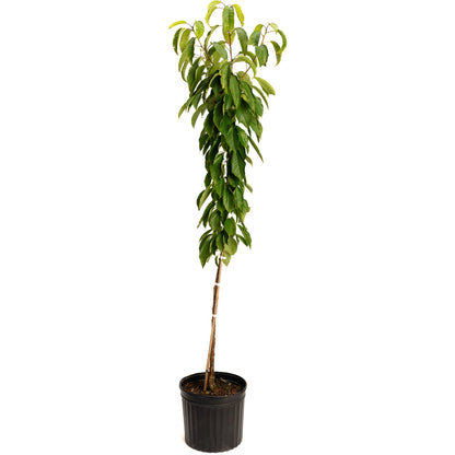 Young potted Black Tartarian Cherry Tree on a plain white background.