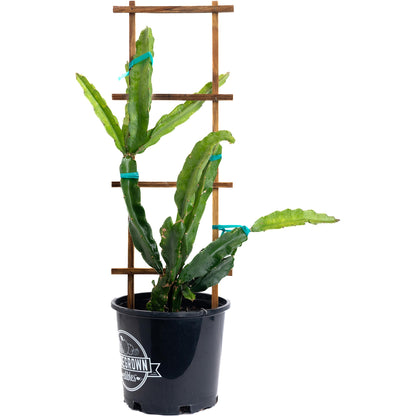 A potted dragon fruit with green segmented stems, growing in a black plastic nursery pot and supported by a wooden trellis against a white background. 