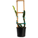 A potted dragon fruit plant in a black plastic nursery pot, with green cactus stems secured with blue ties to a tall wooden ladder trellis on a white background.
