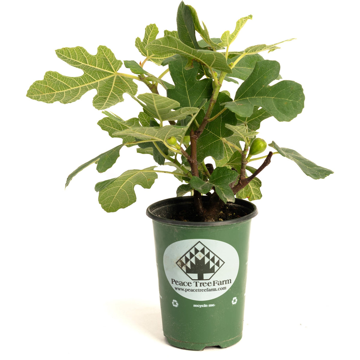 A small Fignomenal Fig tree with lobed green leaves and small green figs growing in a green Peace Tree Farm nursery pot, isolated on a plain white background.