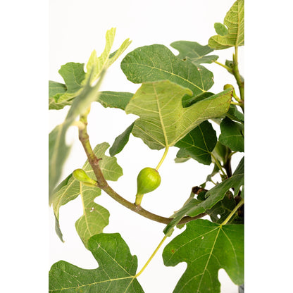 Close-up of a small green, unripe fig growing on a branch surrounded by large lobed green leaves of a Fignomenal Fig plant, isolated on a plain white background.