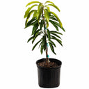 Potted Glenn Mango Tree sapling with dense green leaves in a black grow pot on a white background.