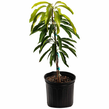 Potted Glenn Mango Tree sapling with dense green leaves in a black grow pot on a white background.