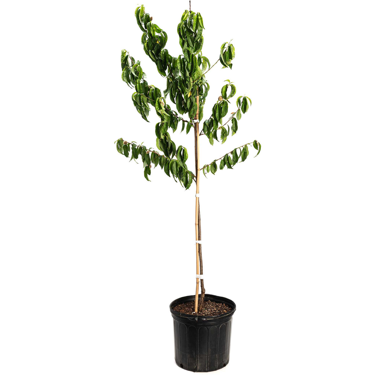 Young potted Elberta Peach Tree with green leaves growing in a black nursery pot on a plain white background.