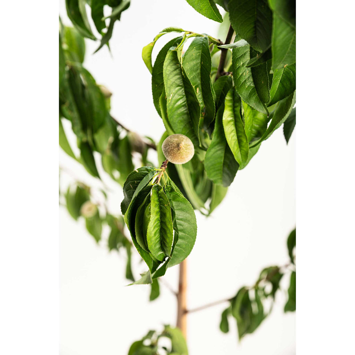 Small unripe peach on an Elberta Peach Tree branch against a white background.
