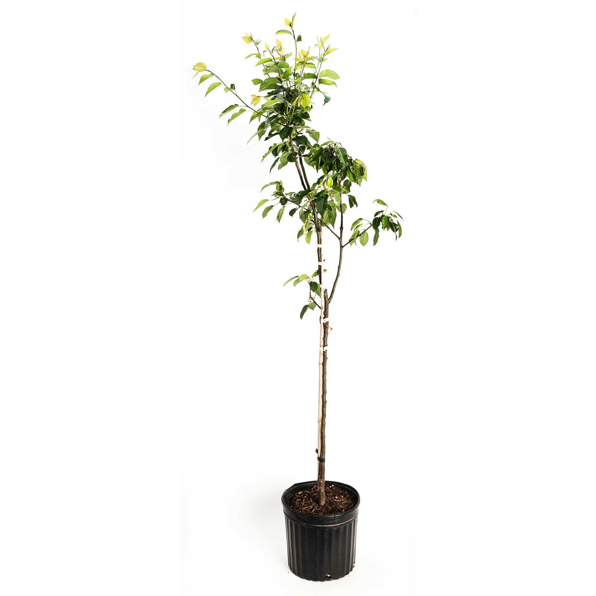 A tall, young Kieffer Pear Tree sapling with a straight trunk and leafy upper branches growing in a black nursery pot against a solid white background.