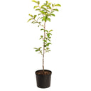 Potted Fuyu Persimmon tree sapling with green leaves on a white background.