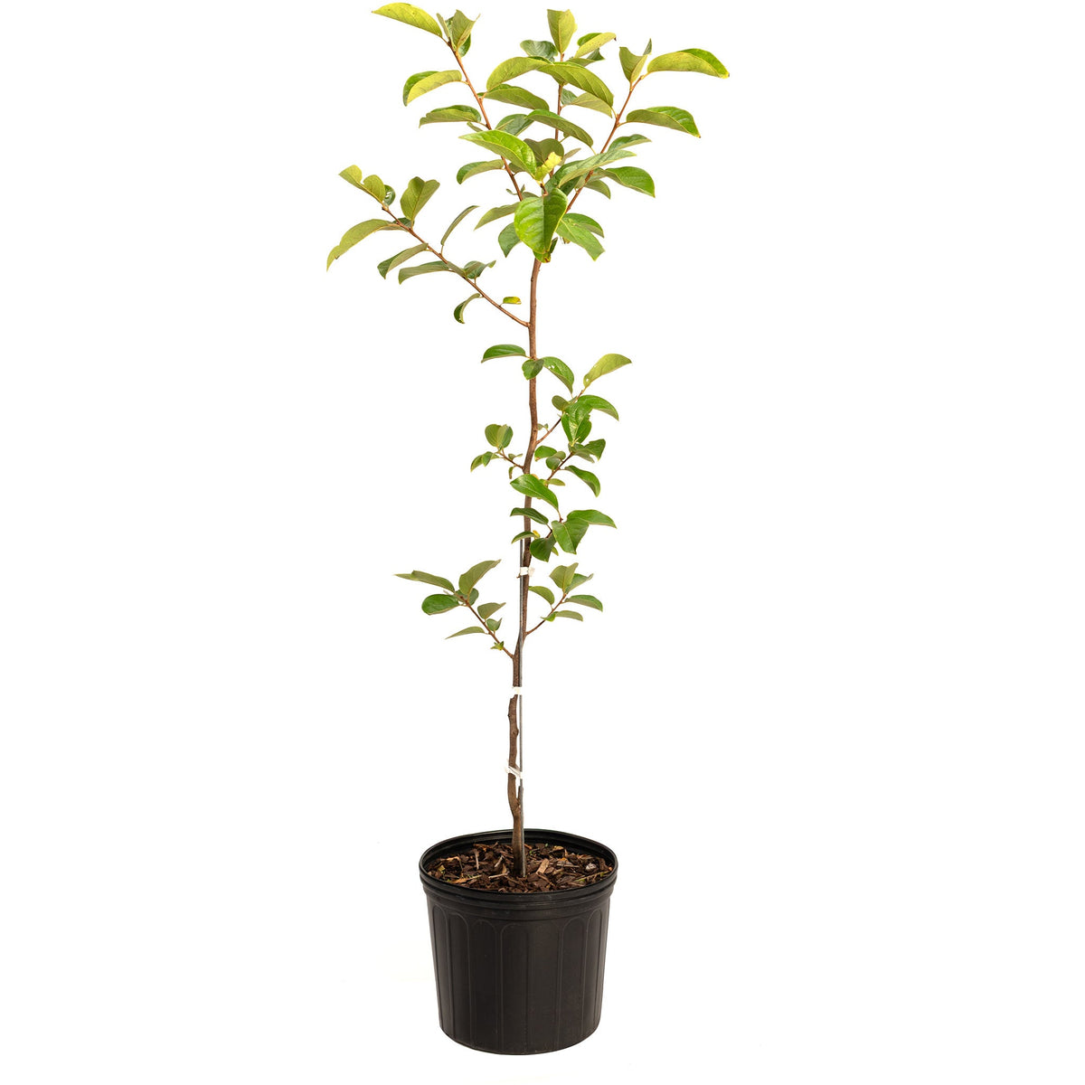 Potted Fuyu Persimmon tree sapling with green leaves on a white background.