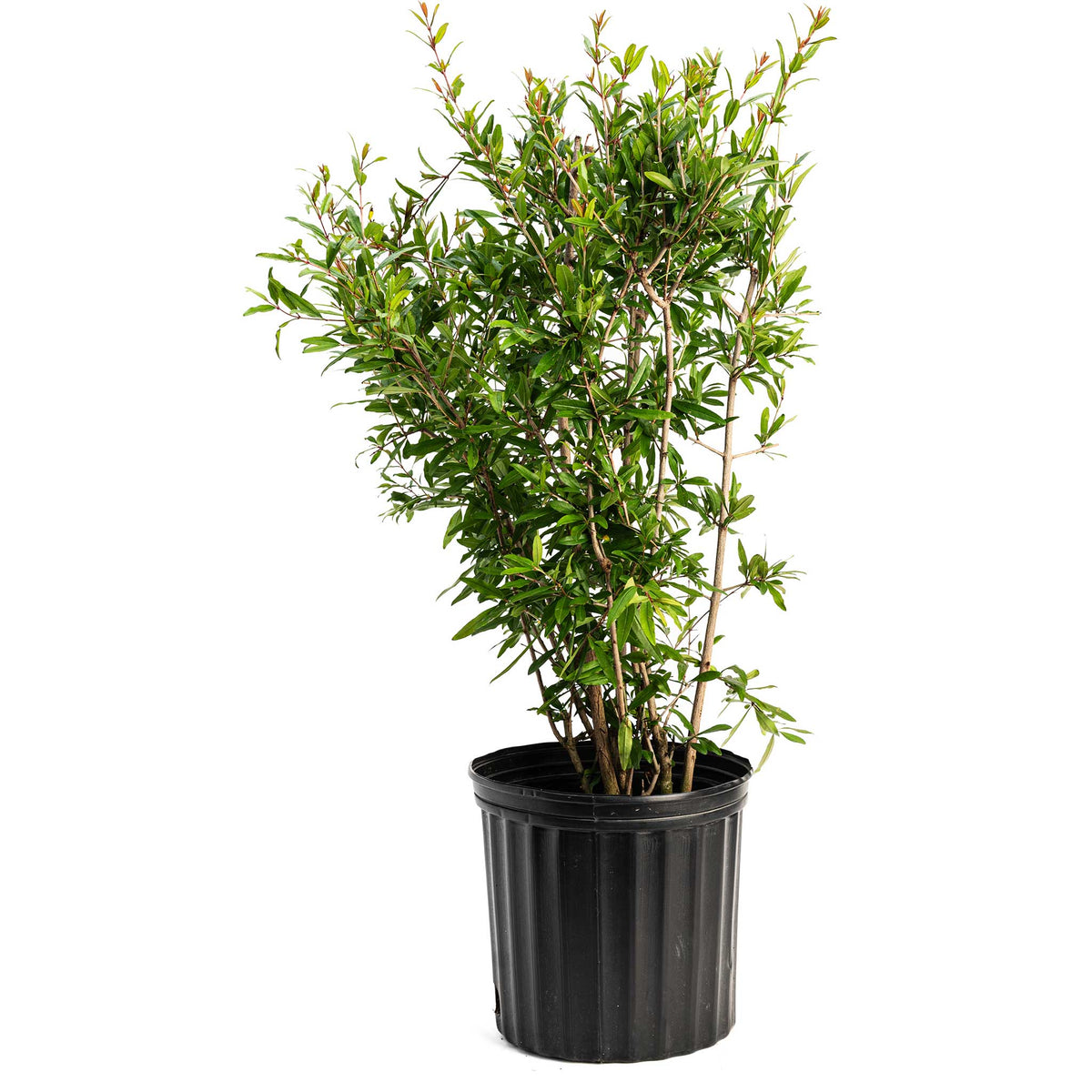 Young potted Wonderful Pomegranate Tree with lush green foliage growing in a black nursery container on a white background. 