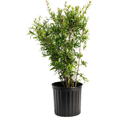 Young potted Wonderful Pomegranate Tree with lush green foliage growing in a black nursery container on a white background. 