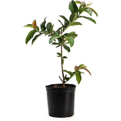 A potted Ruby Supreme Guava tree with leafy green branches planted in a black plastic nursery pot on a solid white background.