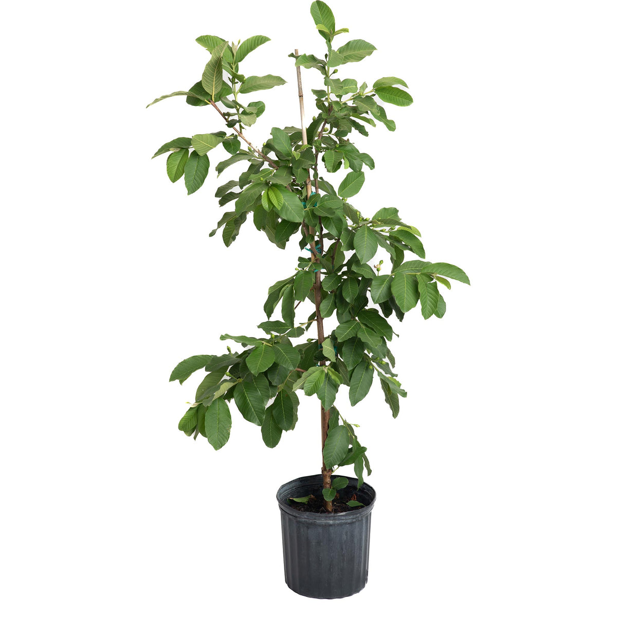 Potted White Guava Tree sapling with green leaves in a black grow pot on a white background.
