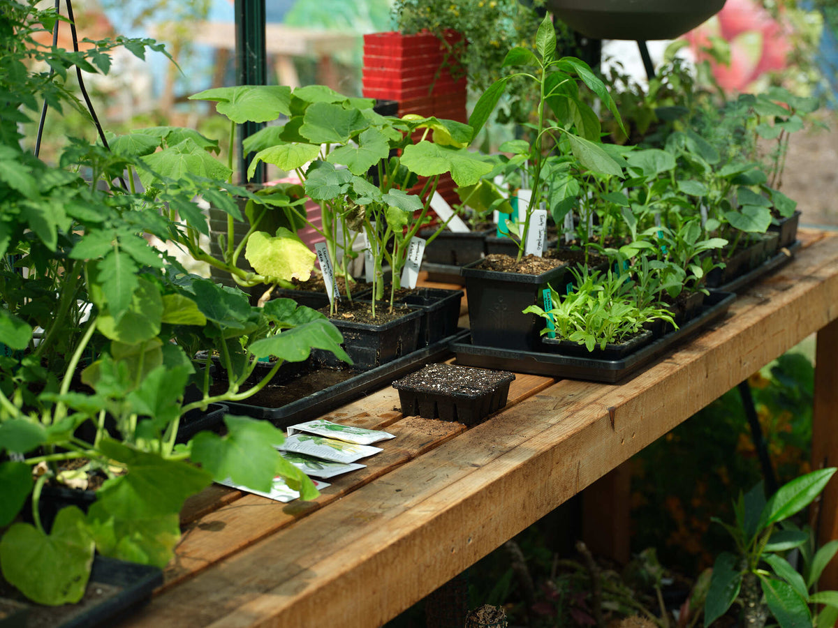 Gardener starting seeds