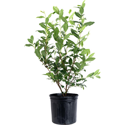 A potted tea plant in a black nursery pot, isolated on a white background.